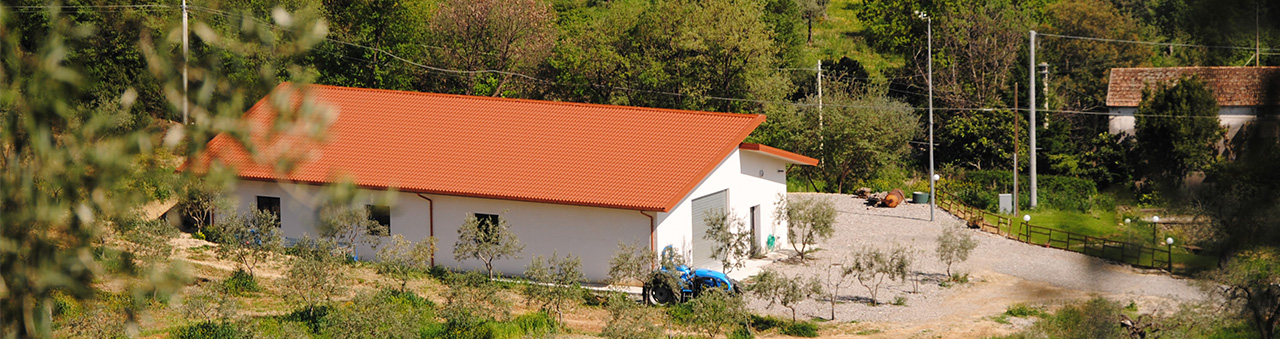 image representing olive harvest